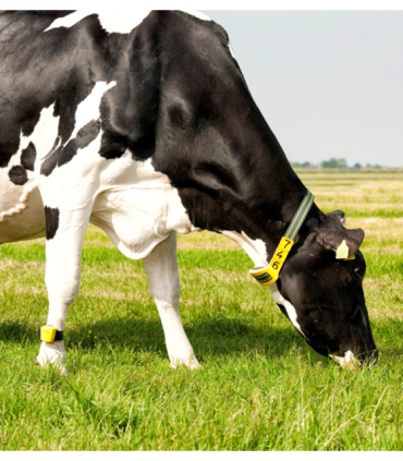 Sistema de detección de celos Nedap Cow Control + Puerta Separadora (opcional)