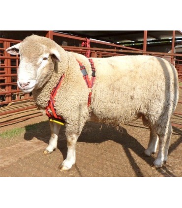 Arnés para Carnero