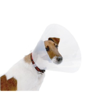 Collar isabelino Buster para perro 25 cms sin perforación