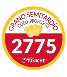 Semilla de Maíz tuniche 2775 desinfectada