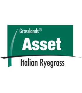 Semilla Ballica Bianual Asset Importada Certificada