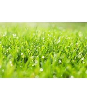 Semilla Césped Alta Resistencia Sur 5 Kgs.