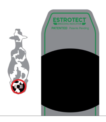 Parche detección celos ESTROTECT azul (50 und.)