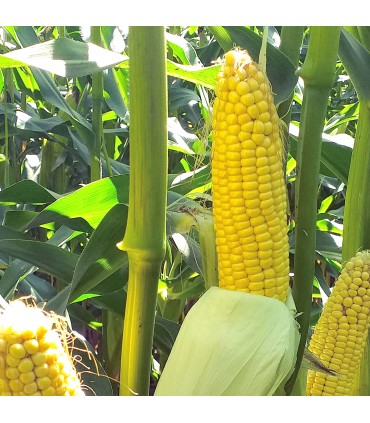 Semilla de Maíz tuniche 8080 desinfectada