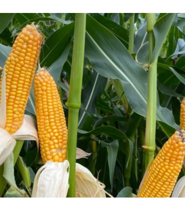 Semilla de Maíz tuniche 9005 desinfectada