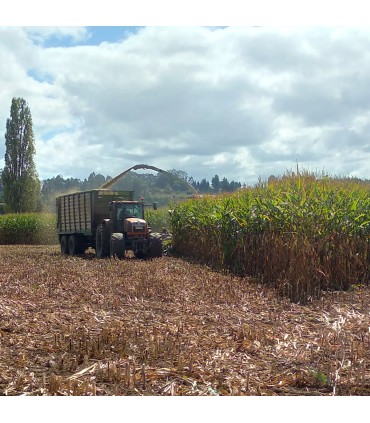 Semilla de Maíz tuniche 9020 desinfectada