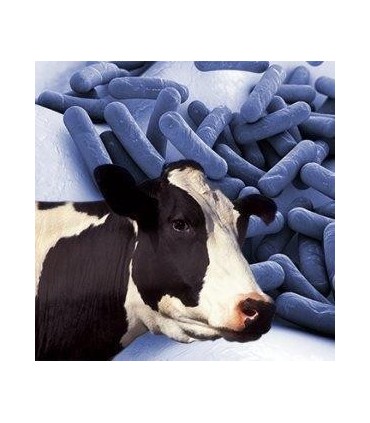 Diagnóstico De Tuberculosis Bovina En Suero. Laboratorio Oficial